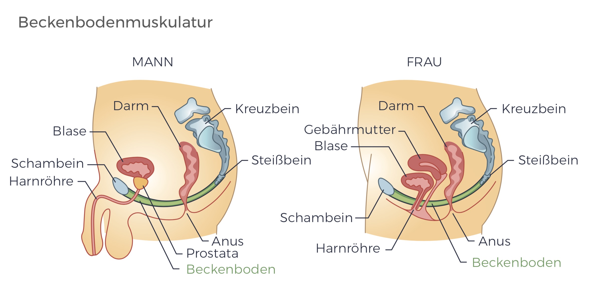 PelvicChair-Beckenboden